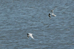 Saundersilarus saundersi