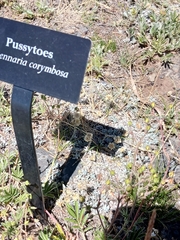 Antennaria corymbosa