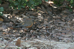 Turdus chrysolaus