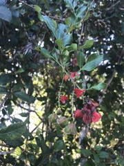 Paullinia weinmanniifolia