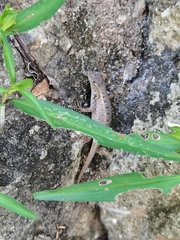 Sceloporus siniferus