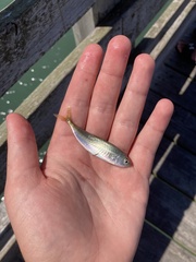Decapterus