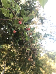 Paullinia weinmanniifolia