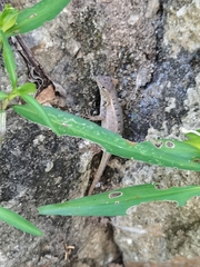 Sceloporus siniferus