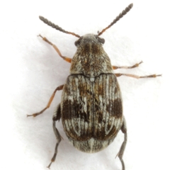 Acanthoscelides biustulus