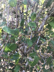 Paullinia weinmanniifolia