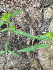 Sceloporus siniferus