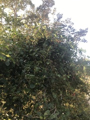 Paullinia weinmanniifolia