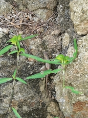 Sceloporus siniferus
