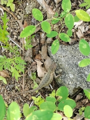 Sceloporus siniferus