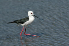 Himantopus himantopus