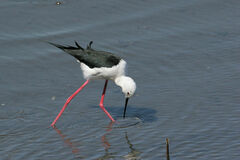 Himantopus himantopus