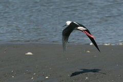 Himantopus himantopus