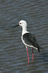 Himantopus himantopus