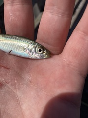 Decapterus