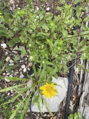 Grindelia scabra