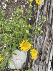 Grindelia scabra