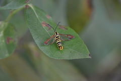 Synanthedon arkansasensis