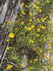 Grindelia scabra