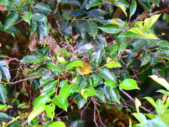 Hemithraupis flavicollis