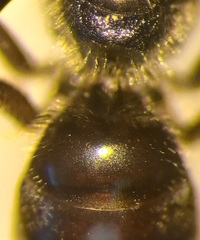 Lasioglossum pauxillum