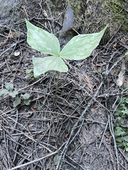Trillium ovatum