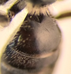 Lasioglossum pauxillum