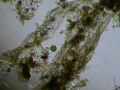 Lepocinclis salina