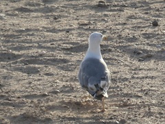 Larus michahellis