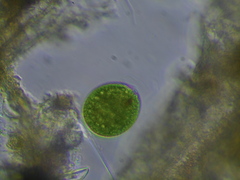 Lepocinclis salina