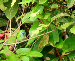 Ixothraupis punctata