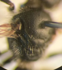 Lasioglossum pauxillum