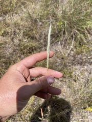 Bothriochloa torreyana