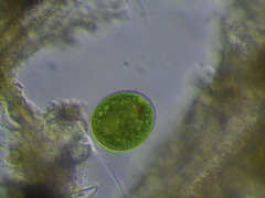 Lepocinclis salina