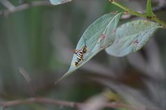 Synanthedon arkansasensis