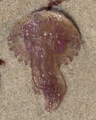 Mauve Stinger photographed in Massachusetts