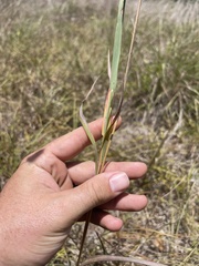 Bothriochloa torreyana