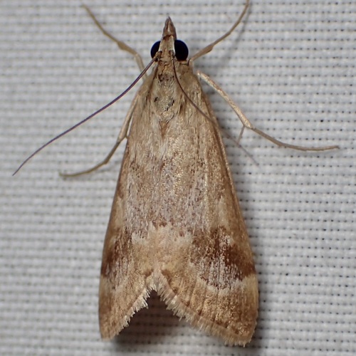 Loxostege typhonalis