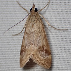 Loxostege typhonalis