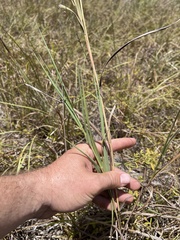 Bothriochloa torreyana