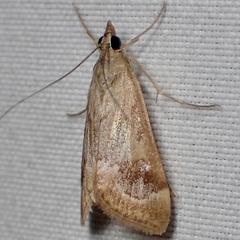 Loxostege typhonalis