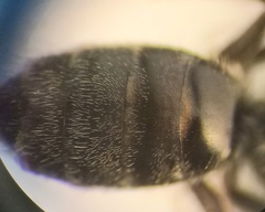 Lasioglossum pauxillum