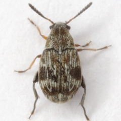 Acanthoscelides biustulus
