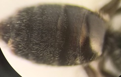 Lasioglossum pauxillum