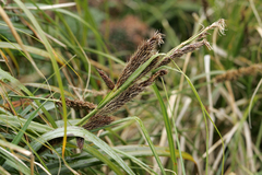 Carex trifida