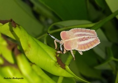 Tessaratomidae
