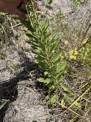 Solidago speciosa rigidiuscula
