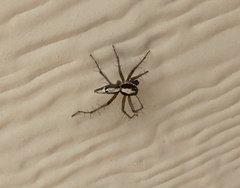 Oxyopes tridens
