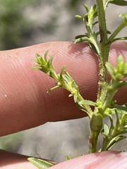 Solidago speciosa rigidiuscula
