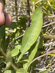 Solidago speciosa rigidiuscula